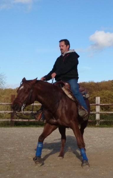 Éducation des chevaux près d'Évreux, dans l'Eure