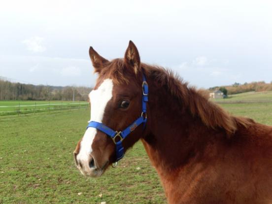 Dernière acquisition de Mel B, Zippie Pine Glow, Pouliche QH