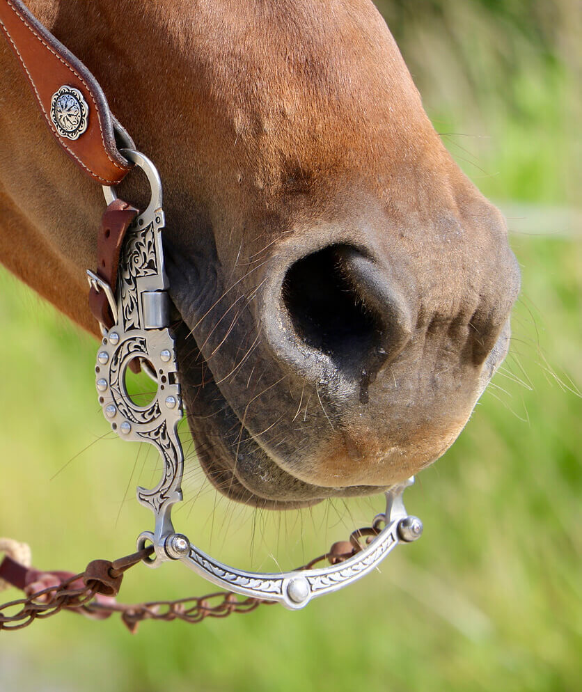 Top Ten Ranch Quarter Horse